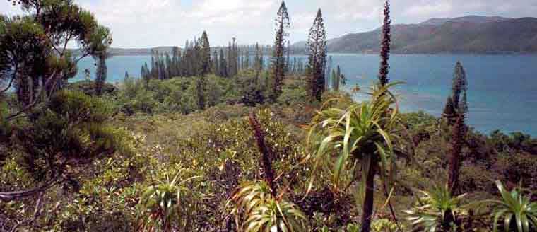 araucaria